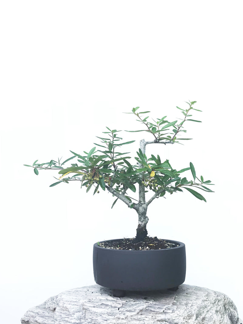 FIRETHORN (FT1902004) - MiniGardens NZ