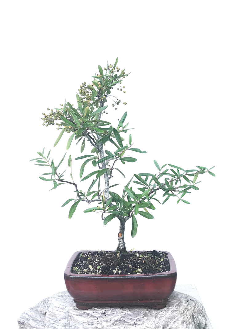 FIRETHORN (FT1902005) - MiniGardens NZ