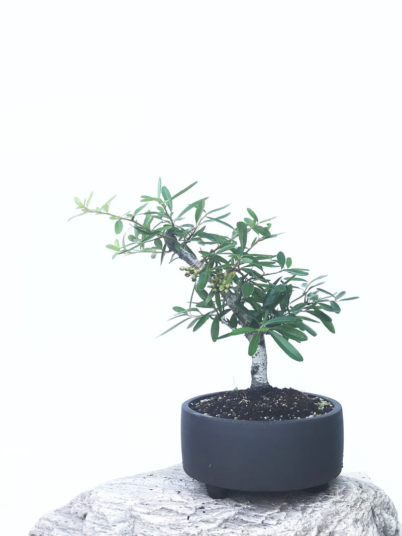 FIRETHORN (FT1902006) - MiniGardens NZ