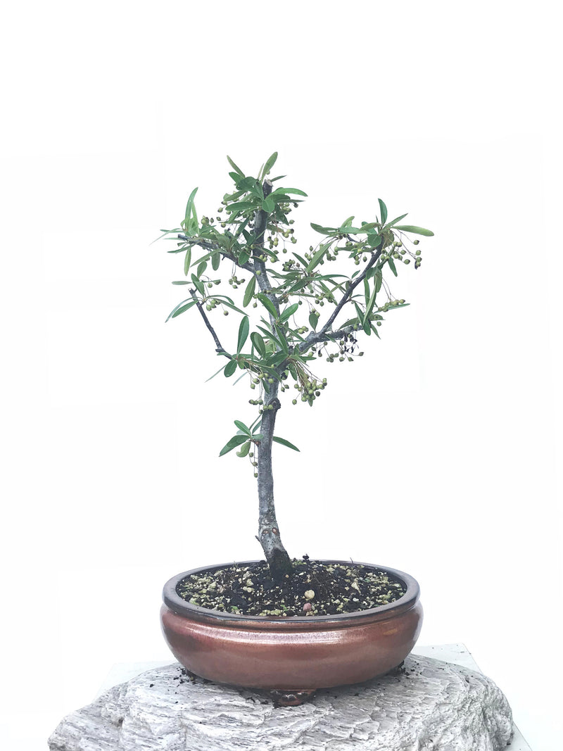 FIRETHORN (FT1902007) - MiniGardens NZ