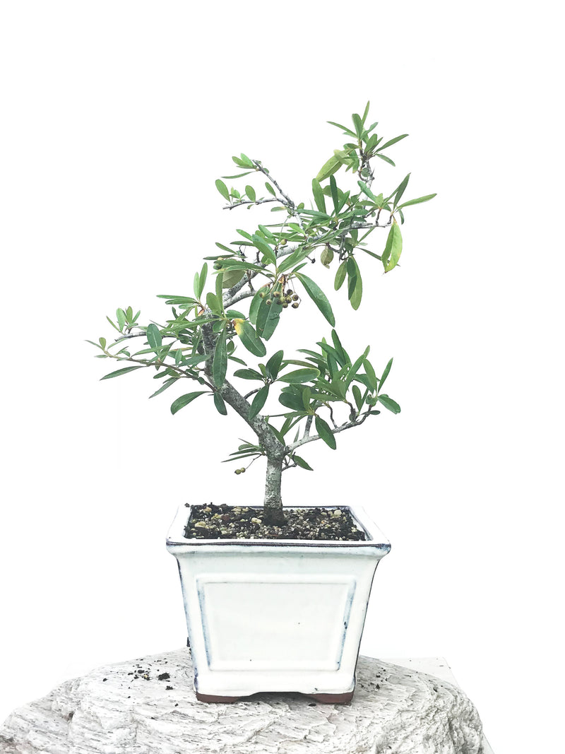 FIRETHORN (FT190208) - MiniGardens NZ