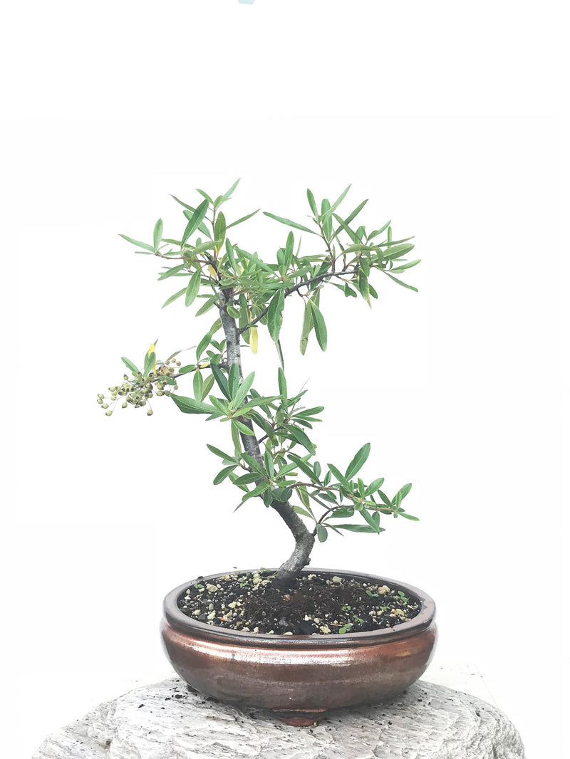 FIRETHORN (FT190209) - MiniGardens NZ