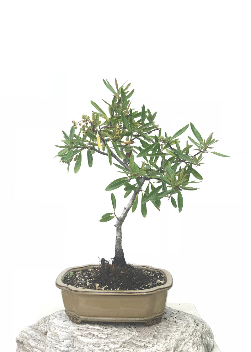 FIRETHORN (FT190210) - MiniGardens NZ