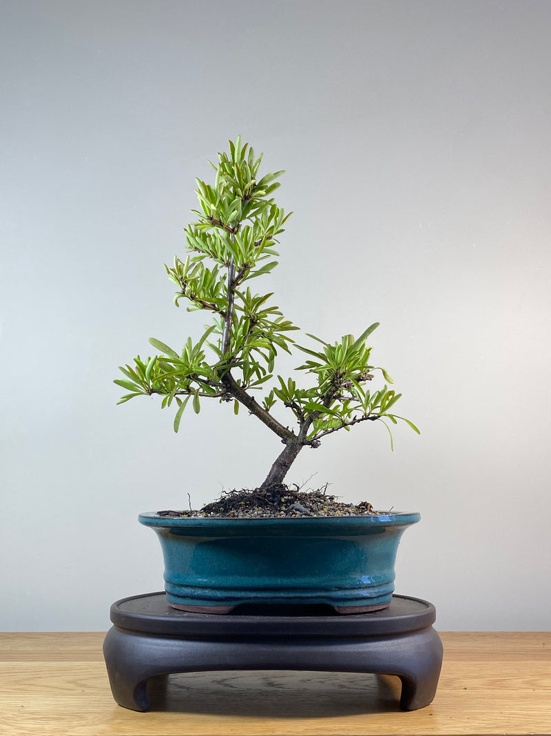 FIRETHORN (FT201210)