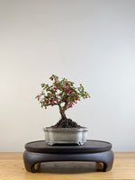 FUCHSIA (FU201102)
