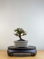 FUCHSIA (FU201103)