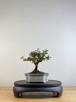 FUCHSIA (FU201104)