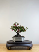 FUCHSIA (FU201105)