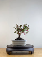 FUCHSIA (FU201106)