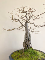 ENGLISH HORNBEAM (BROOM)