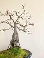 ENGLISH HORNBEAM (BROOM)