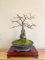 ENGLISH HORNBEAM (BROOM)