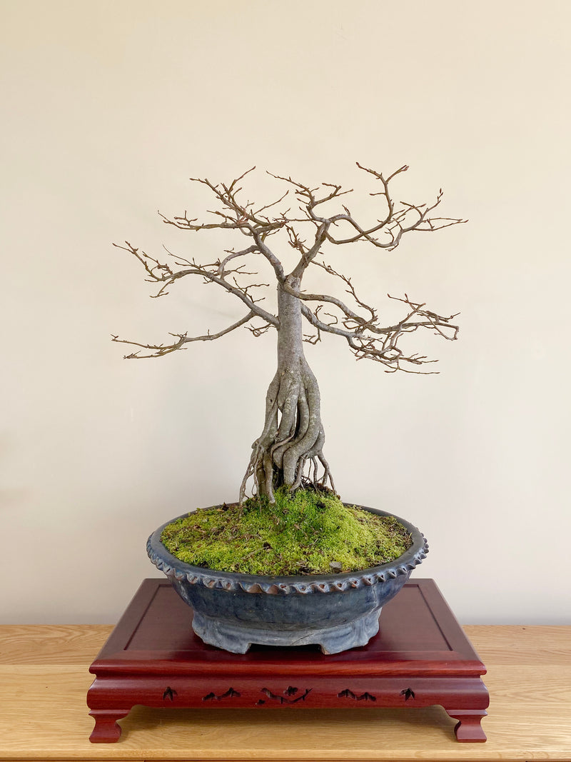 ENGLISH HORNBEAM (BROOM)