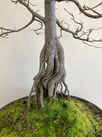 ENGLISH HORNBEAM (BROOM)