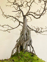 ENGLISH HORNBEAM (BROOM)