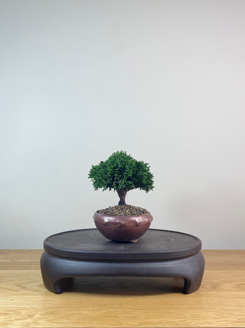 JAPANESE CYPRESS - (HC06001)