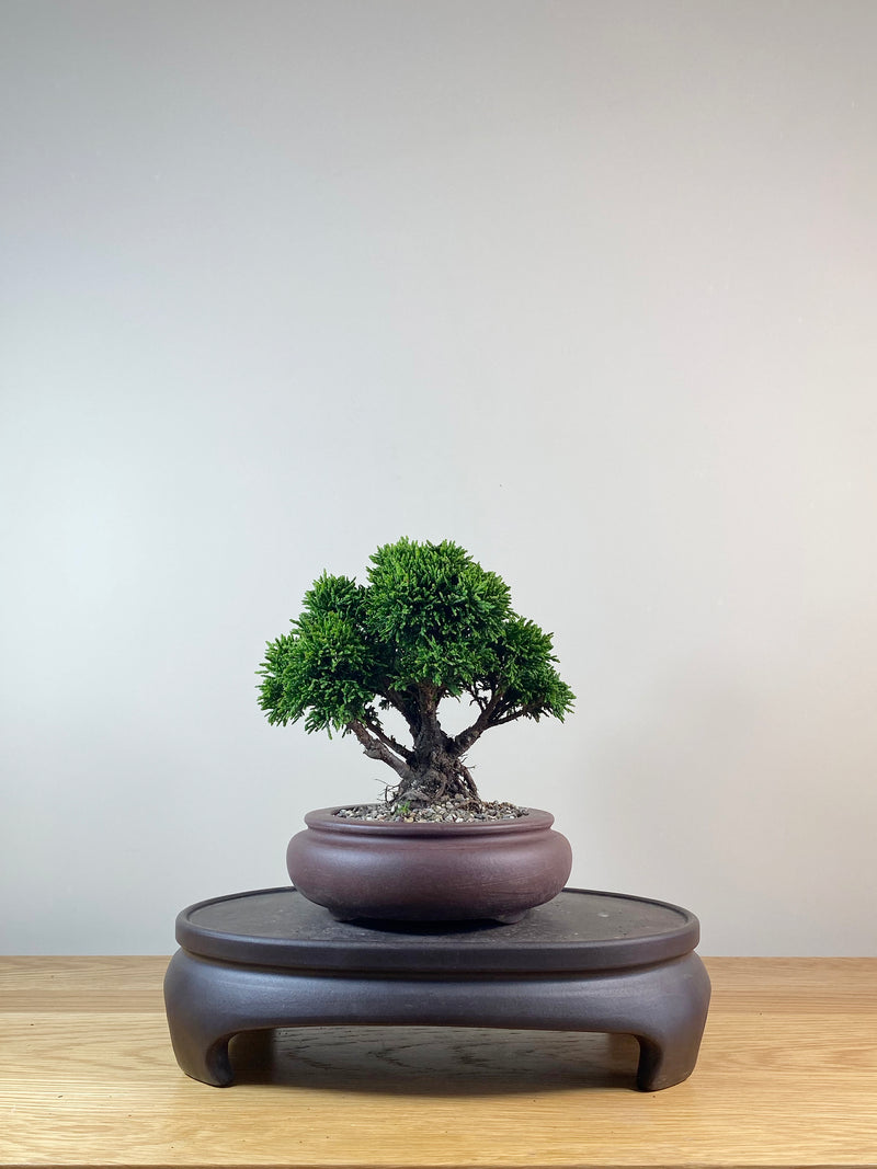 JAPANESE CYPRESS (JC10000)