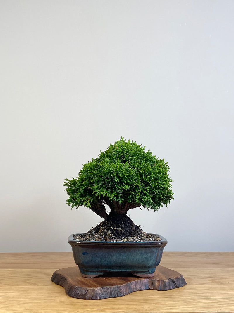 JAPANESE HINOKI CYPRESS (HC2101001)