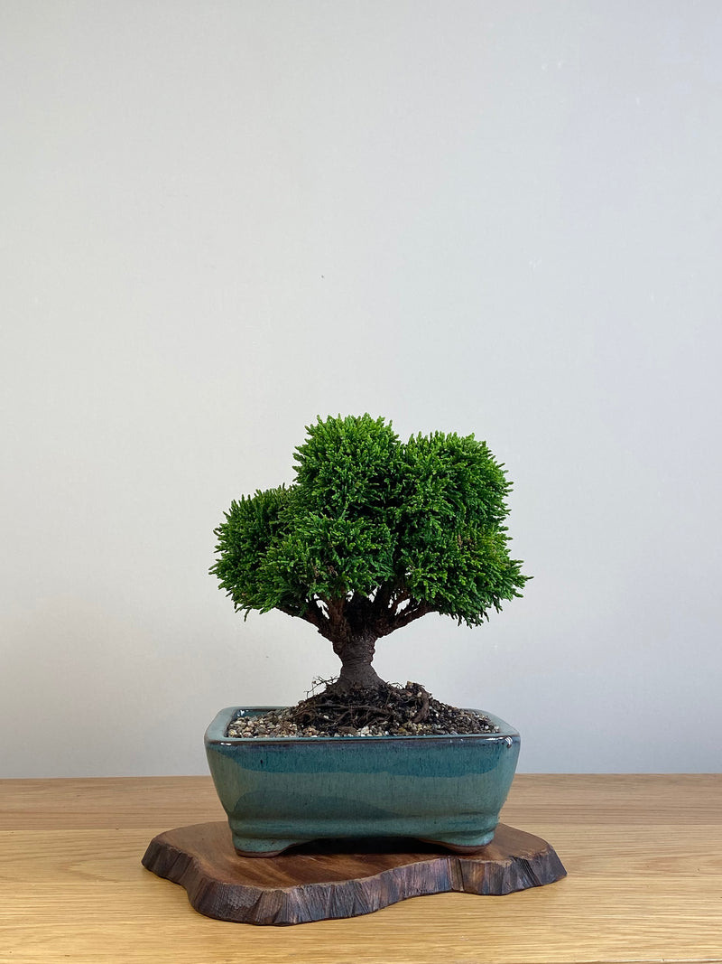 JAPANESE HINOKI CYPRESS (HC2101002)