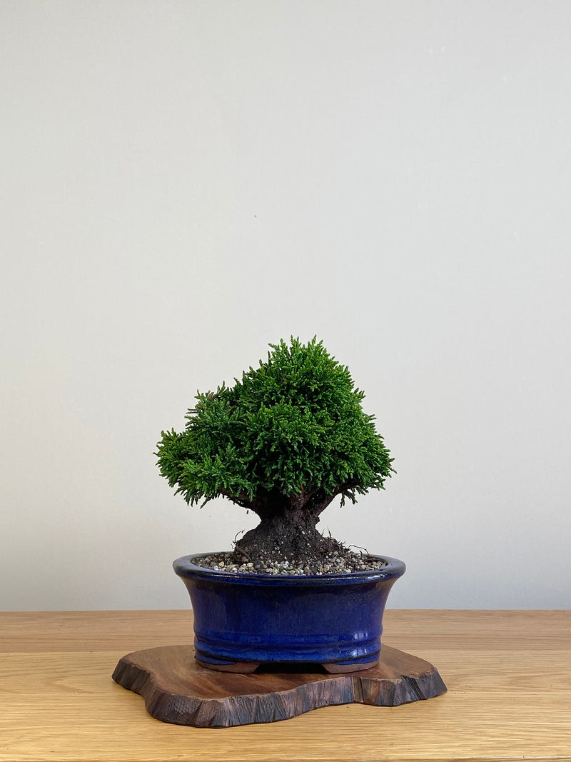 JAPANESE HINOKI CYPRESS (HC2101003)