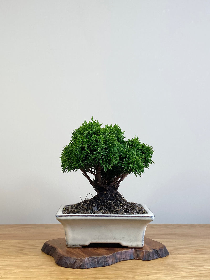 JAPANESE HINOKI CYPRESS (HC2101004)