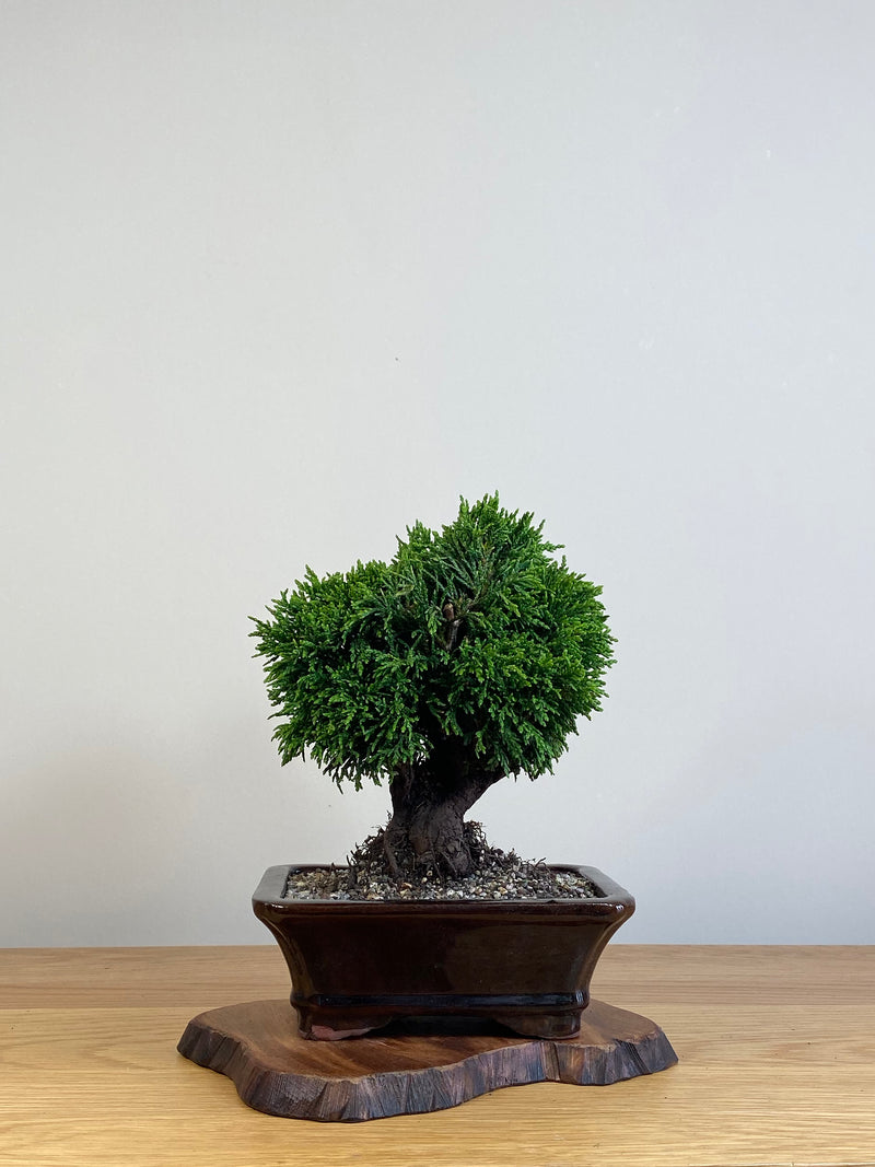 JAPANESE HINOKI CYPRESS (HC2101005)