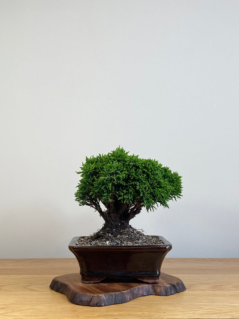 JAPANESE HINOKI CYPRESS (HC2101006)