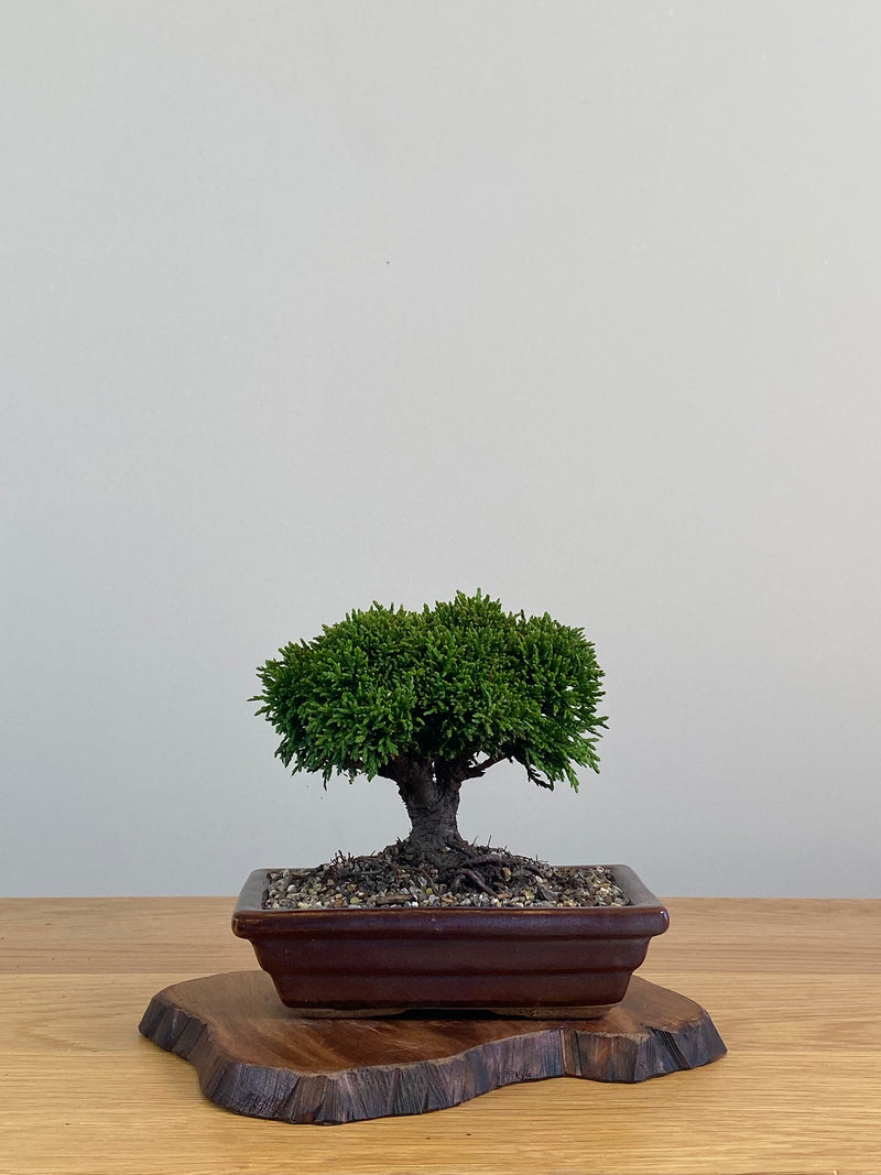 JAPANESE HINOKI CYPRESS (HC212002)