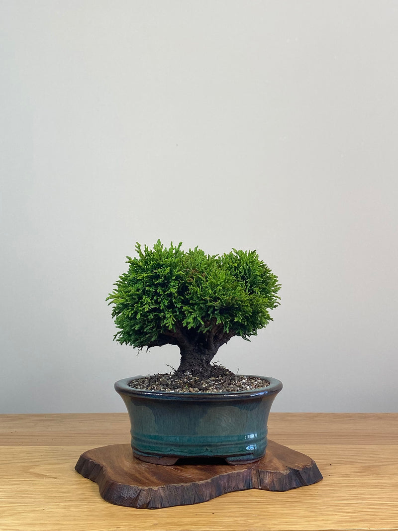 JAPANESE HINOKI CYPRESS (HC212003)