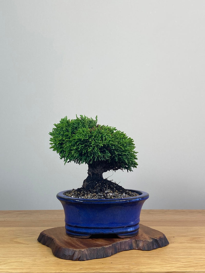 JAPANESE HINOKI CYPRESS (HC212004)