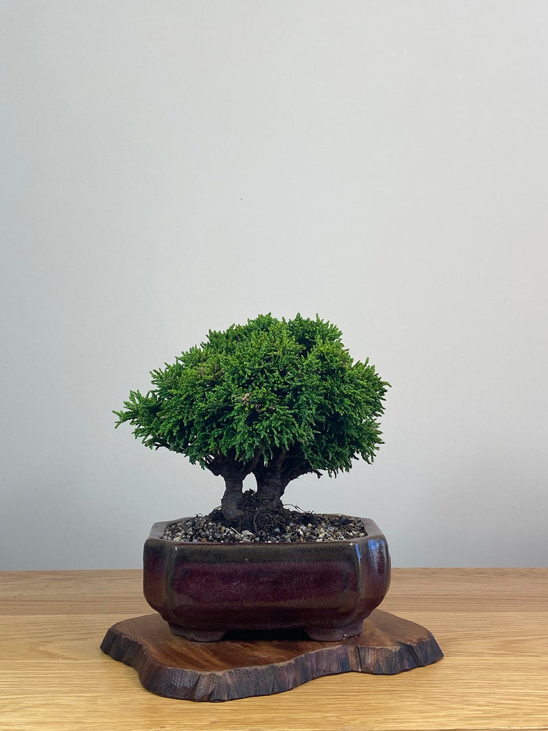 JAPANESE HINOKI CYPRESS (HC212005)