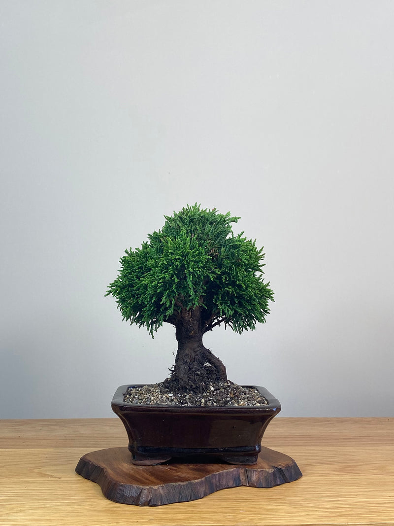 JAPANESE HINOKI CYPRESS (HC212006)