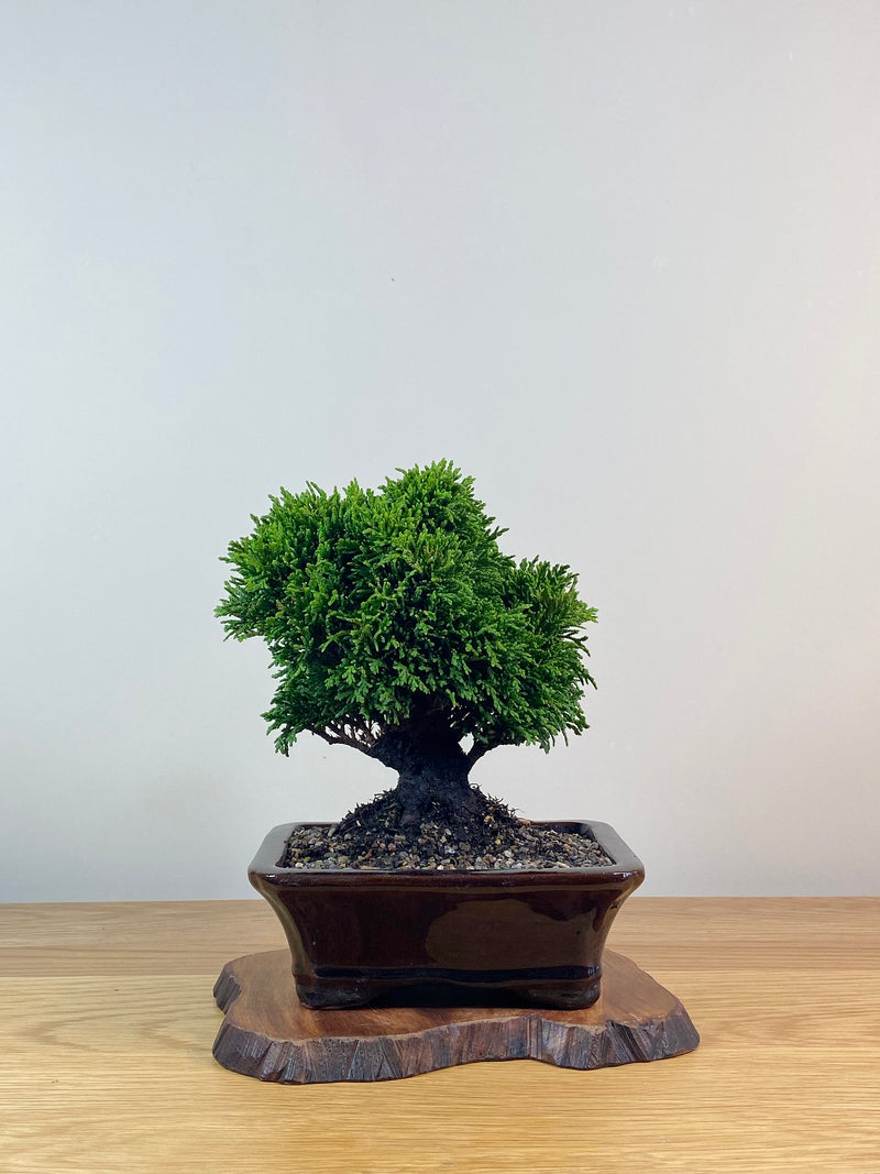 JAPANESE HINOKI CYPRESS (HC2102011)