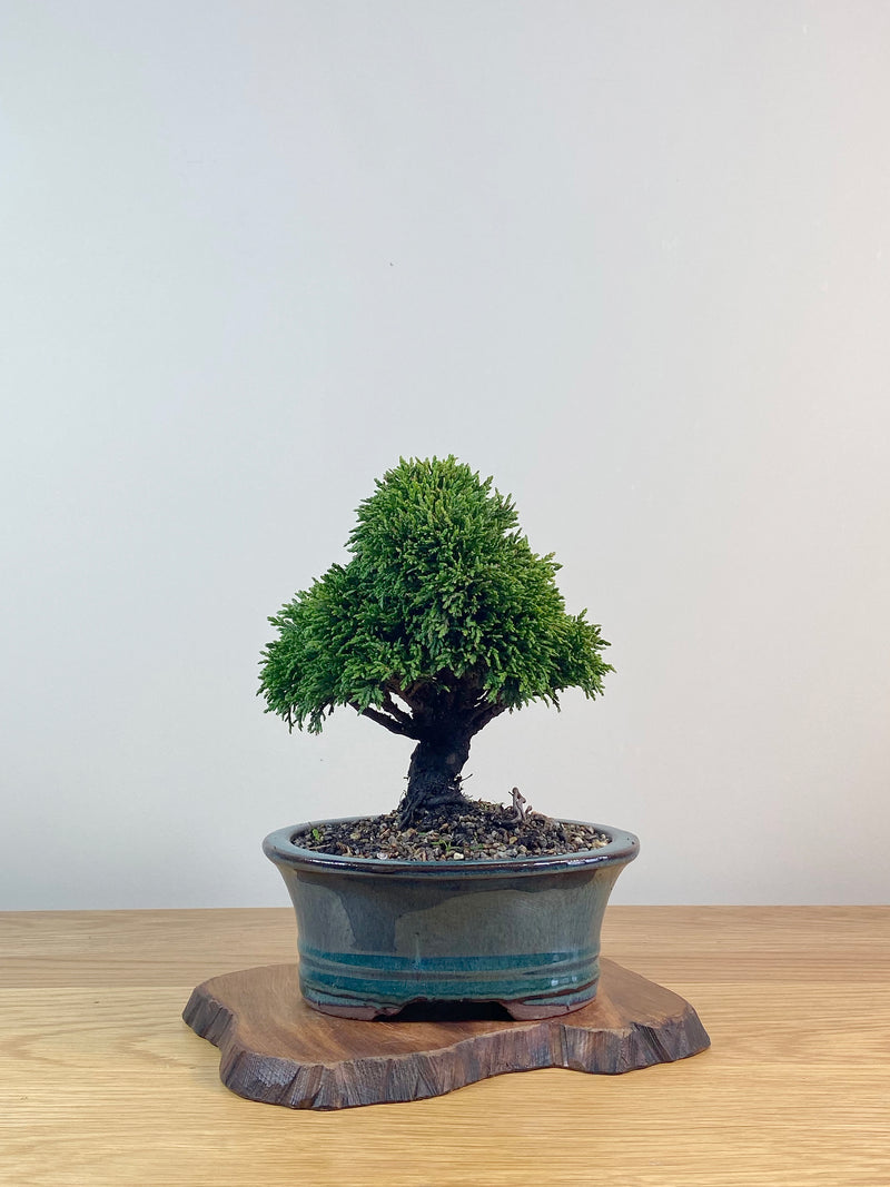 JAPANESE HINOKI CYPRESS (HC2102012)