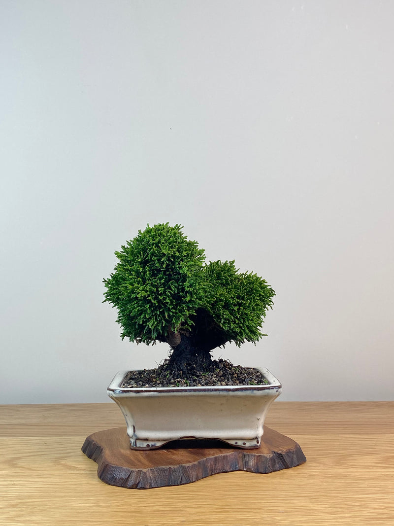 JAPANESE HINOKI CYPRESS (HC2102013)