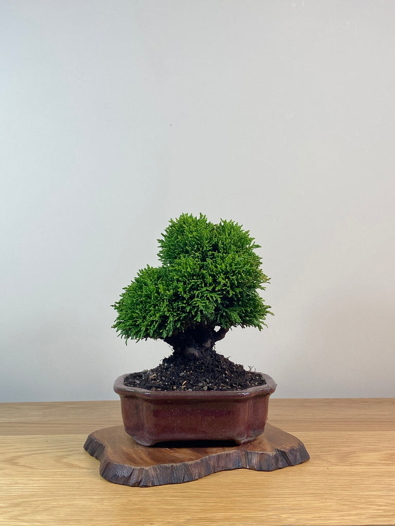 NZ Bonsai Japanese Juniper New Zealand Bonsai shop MiniGardens