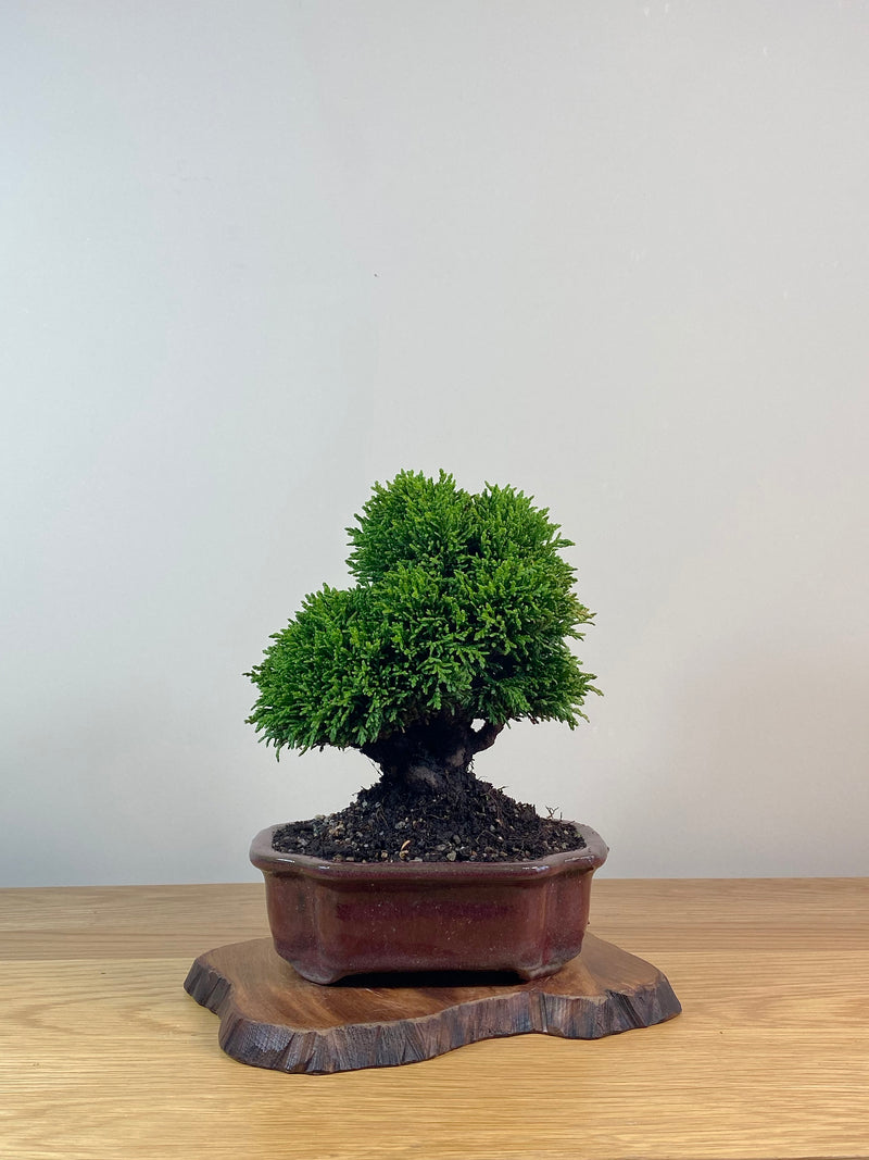 JAPANESE HINOKI CYPRESS (HC2102014)