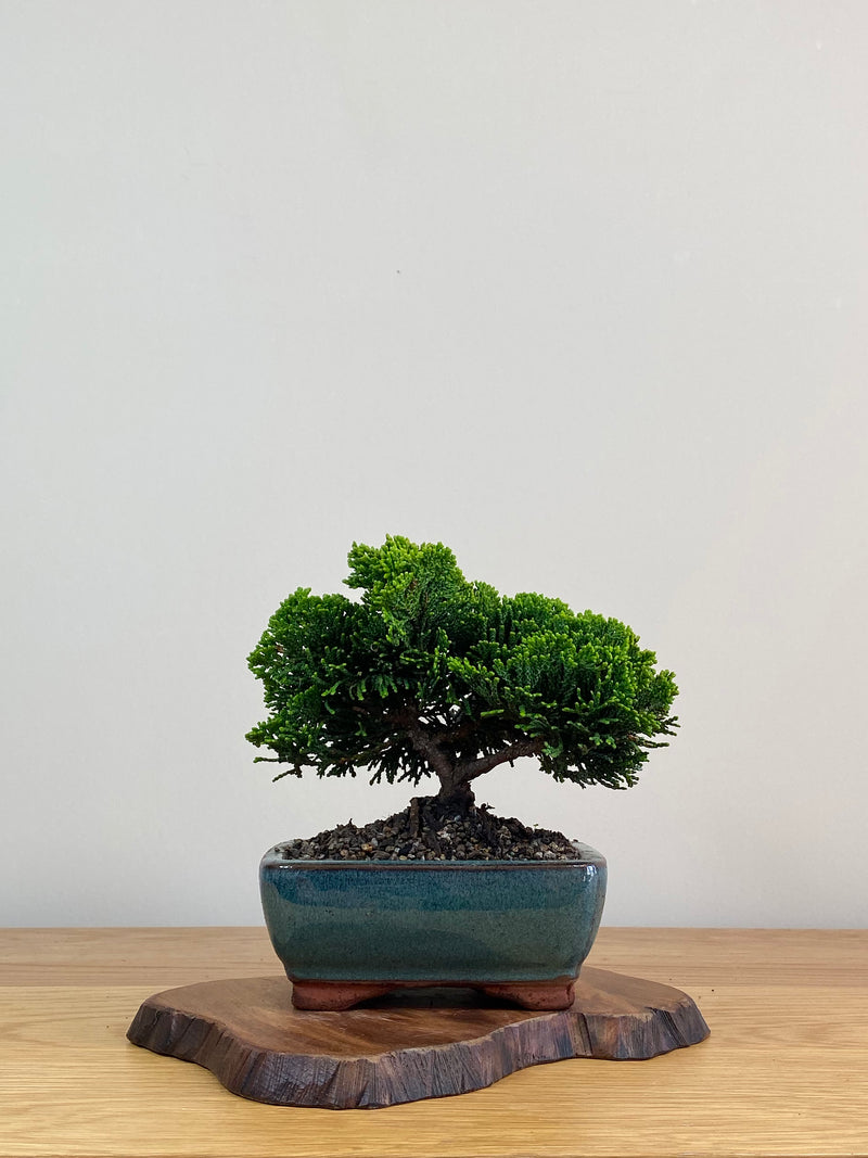 JAPANESE HINOKI CYPRESS (HC2103001)