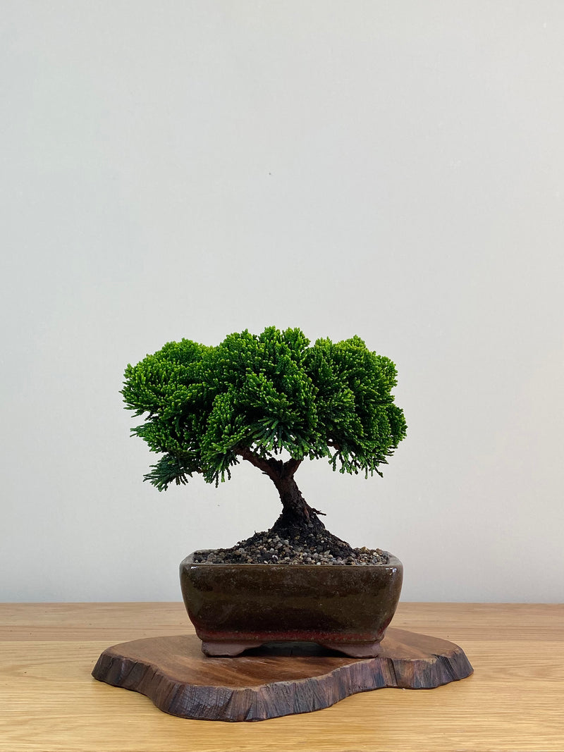 JAPANESE HINOKI CYPRESS (HC2103002)