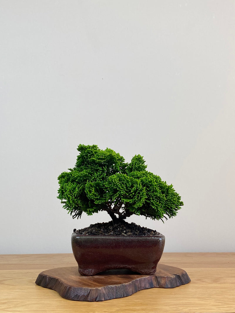 JAPANESE HINOKI CYPRESS (HC2103003)