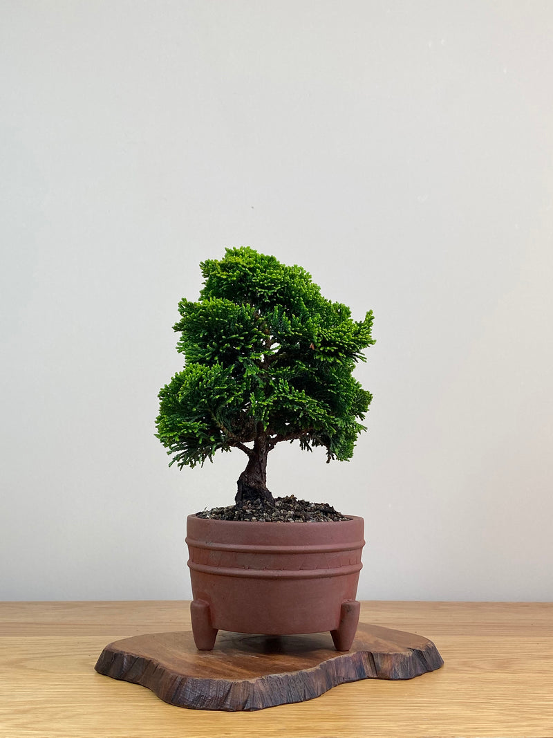 JAPANESE HINOKI CYPRESS (HC2103004)