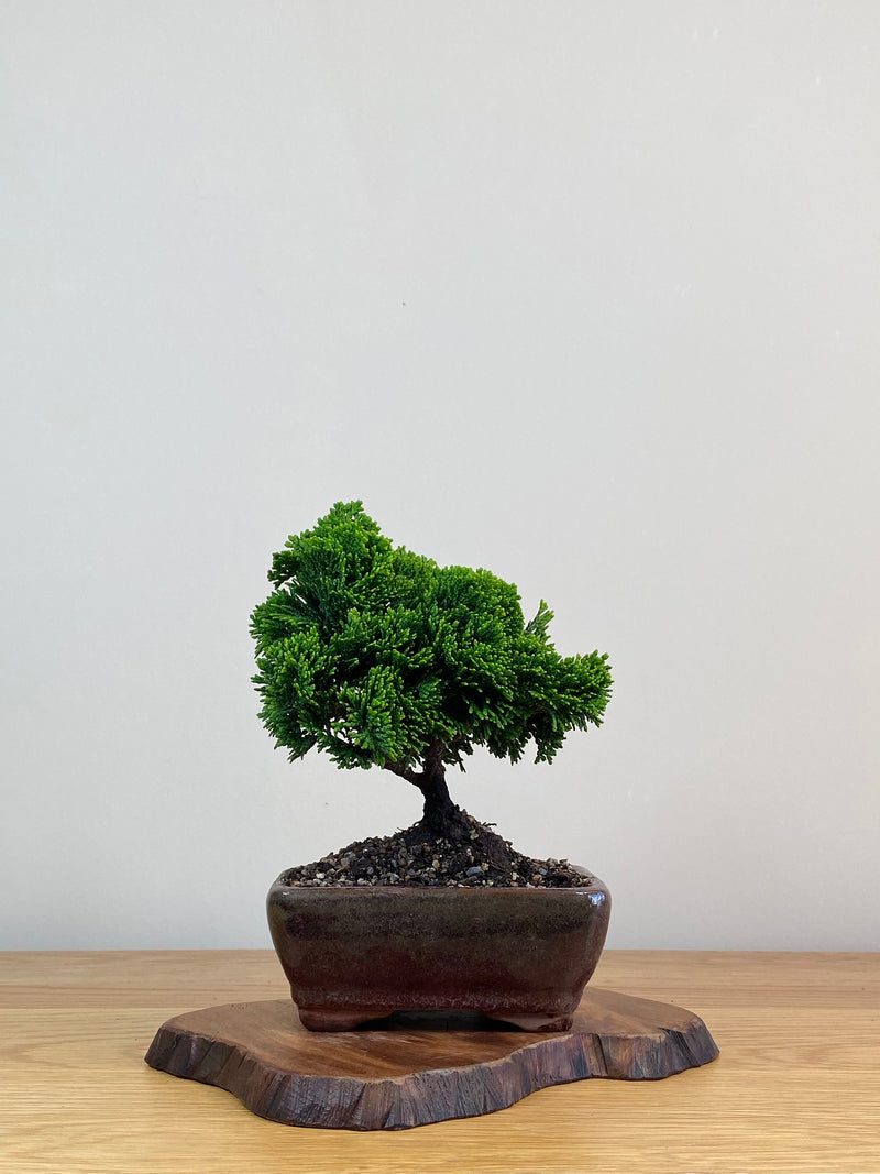 JAPANESE HINOKI CYPRESS (HC2103005)
