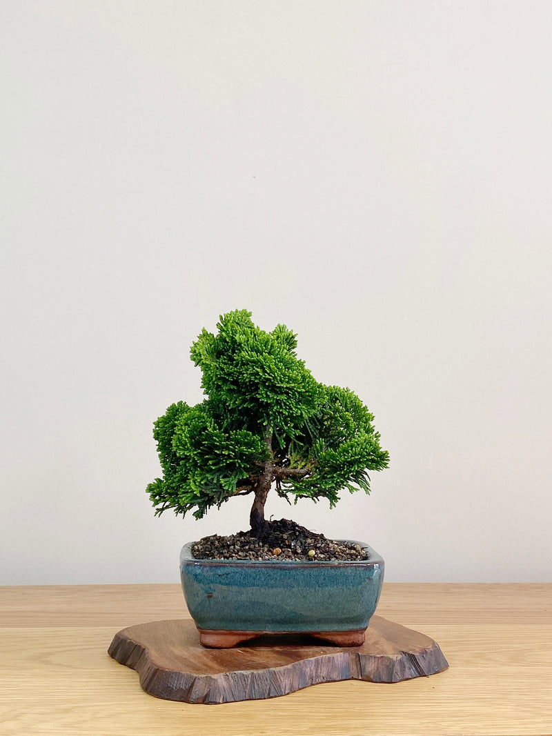 JAPANESE HINOKI CYPRESS (HC2103010)