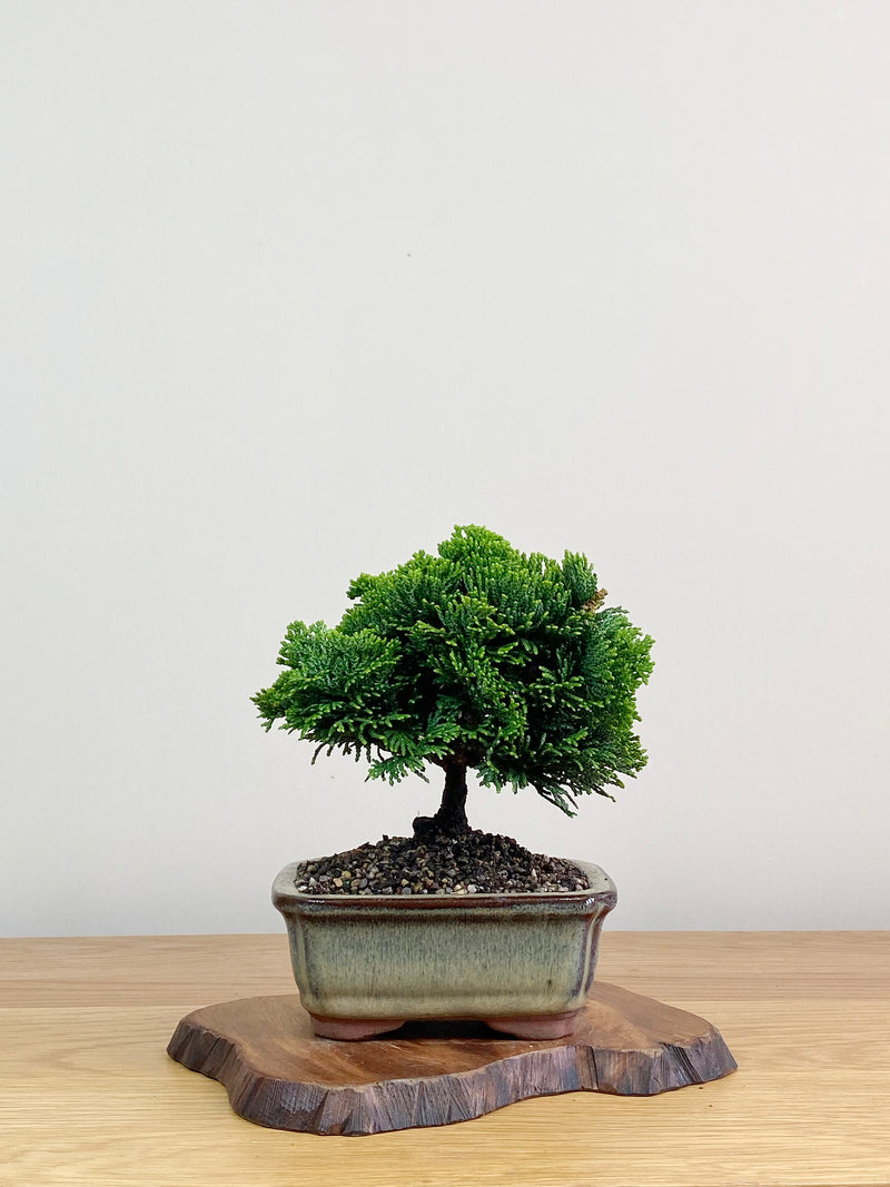 JAPANESE HINOKI CYPRESS (HC2103011)