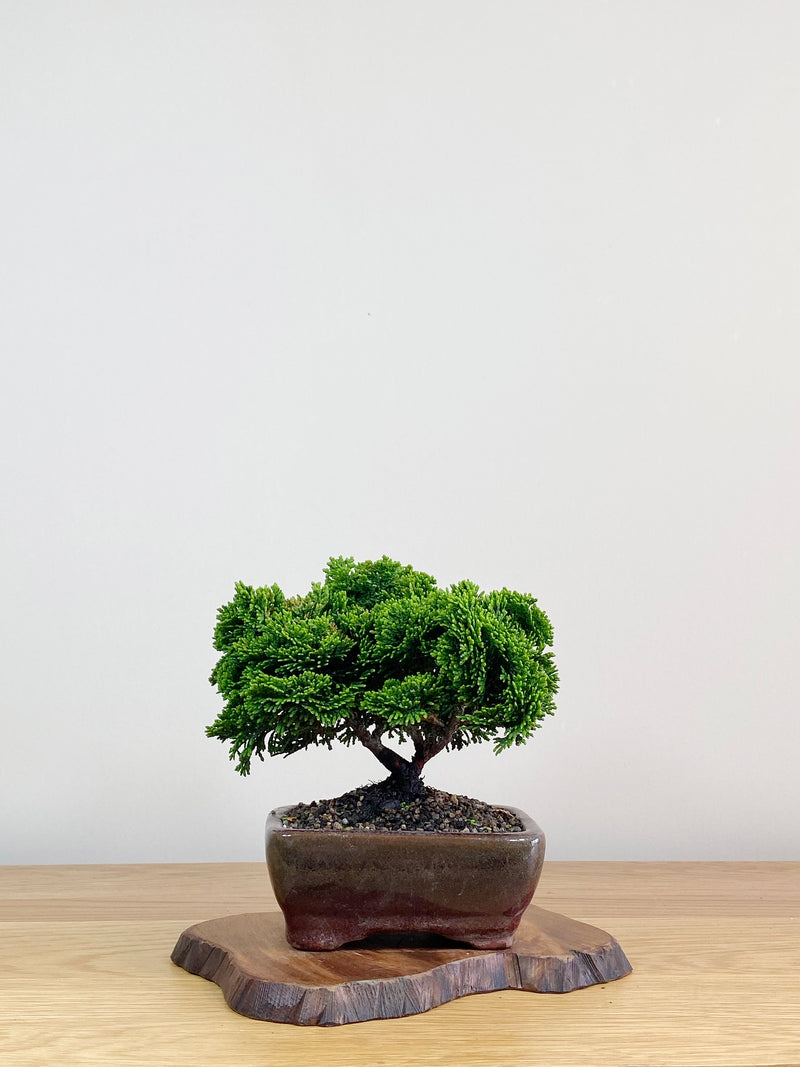 JAPANESE HINOKI CYPRESS (HC2103012)