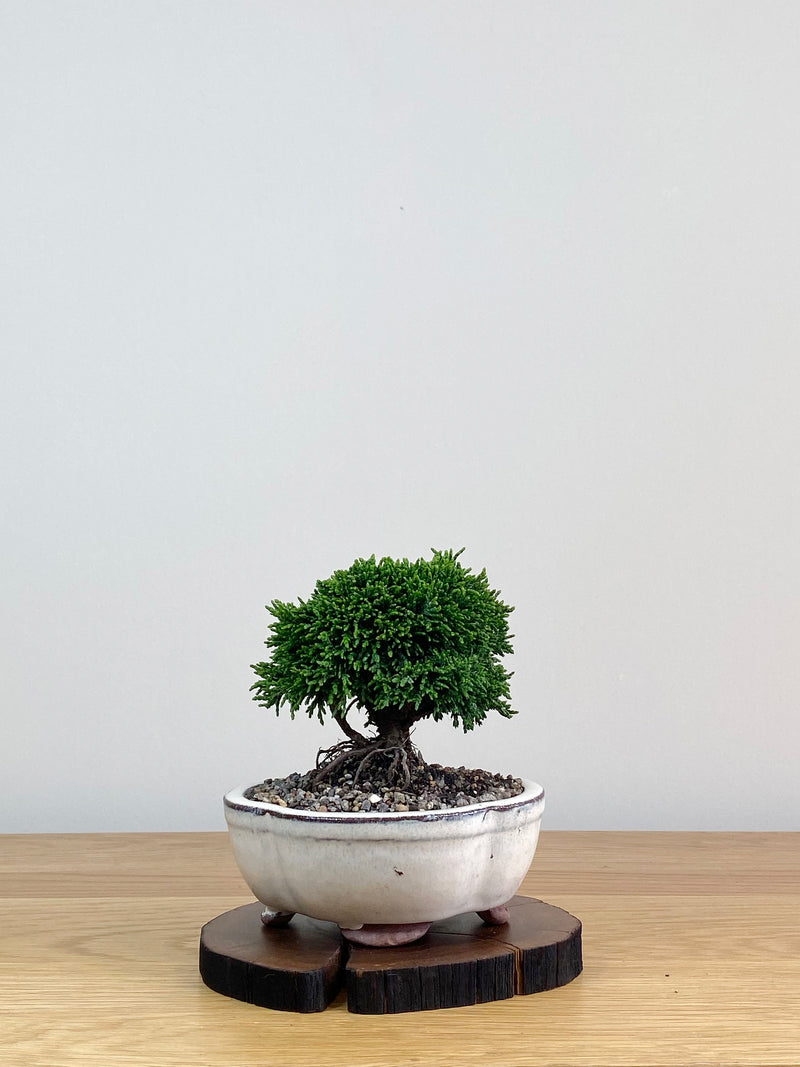 JAPANESE HINOKI CYPRESS (HC2103015)