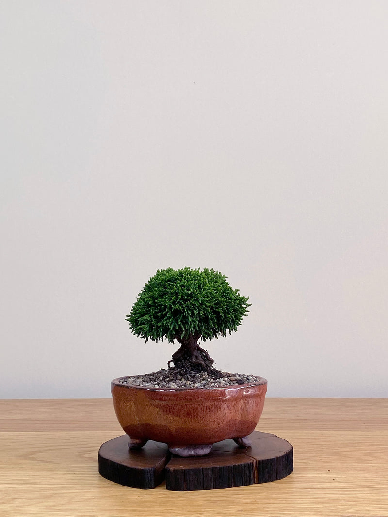 JAPANESE HINOKI CYPRESS (HC2103016)