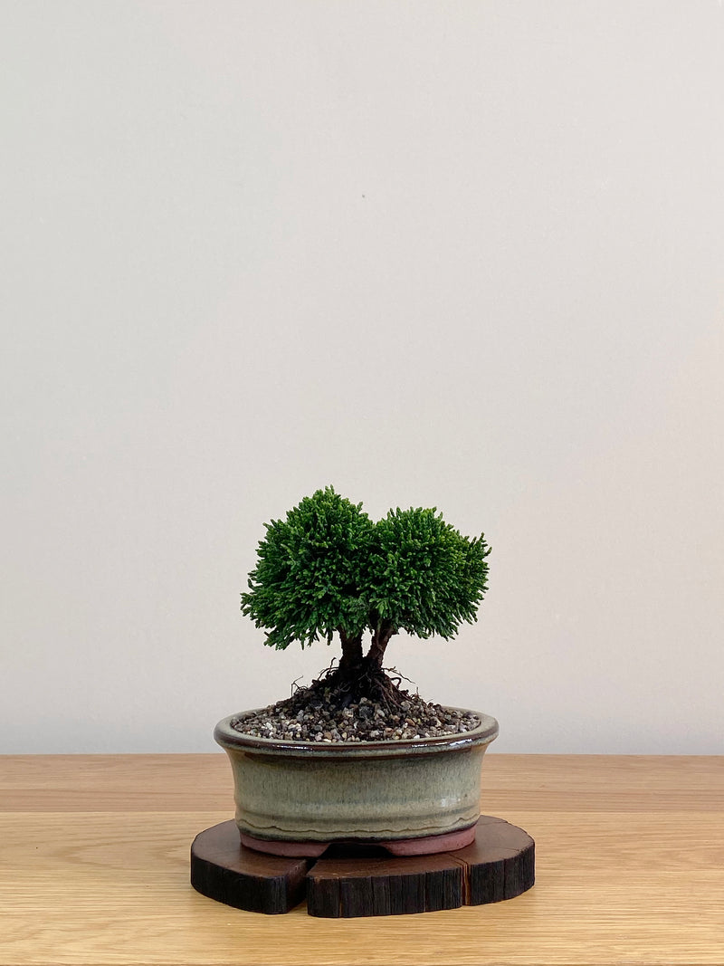 JAPANESE HINOKI CYPRESS (HC2103018)