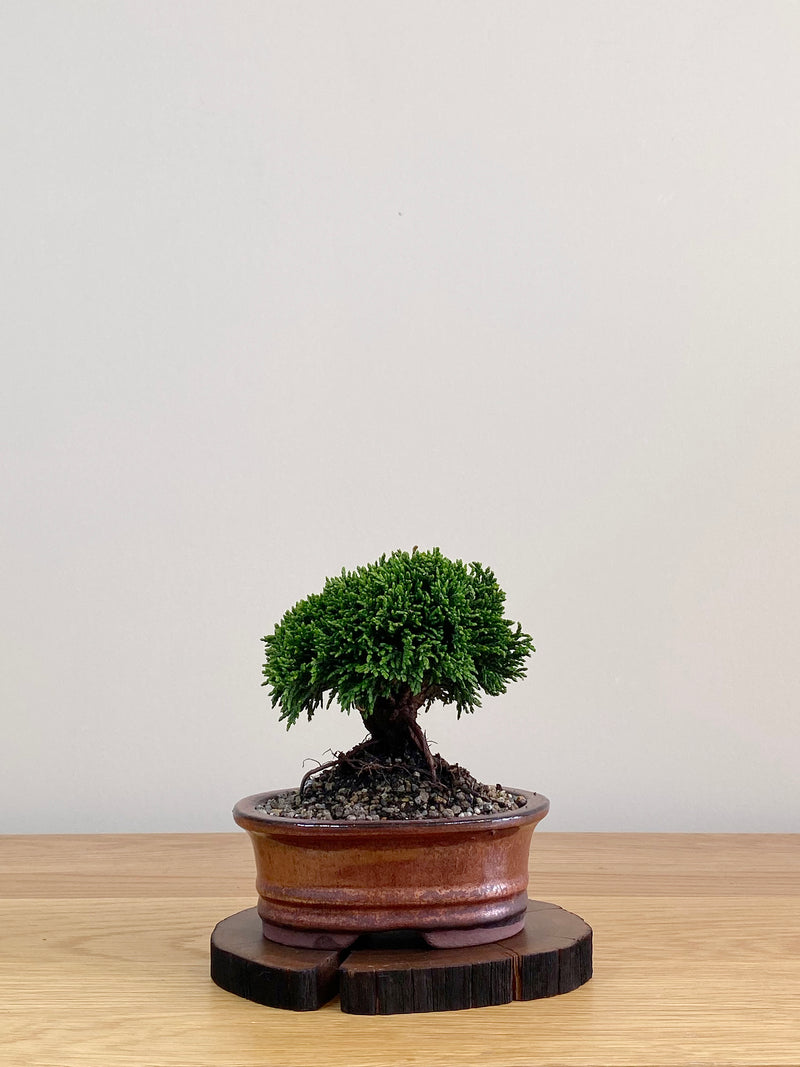JAPANESE HINOKI CYPRESS (HC2103019)