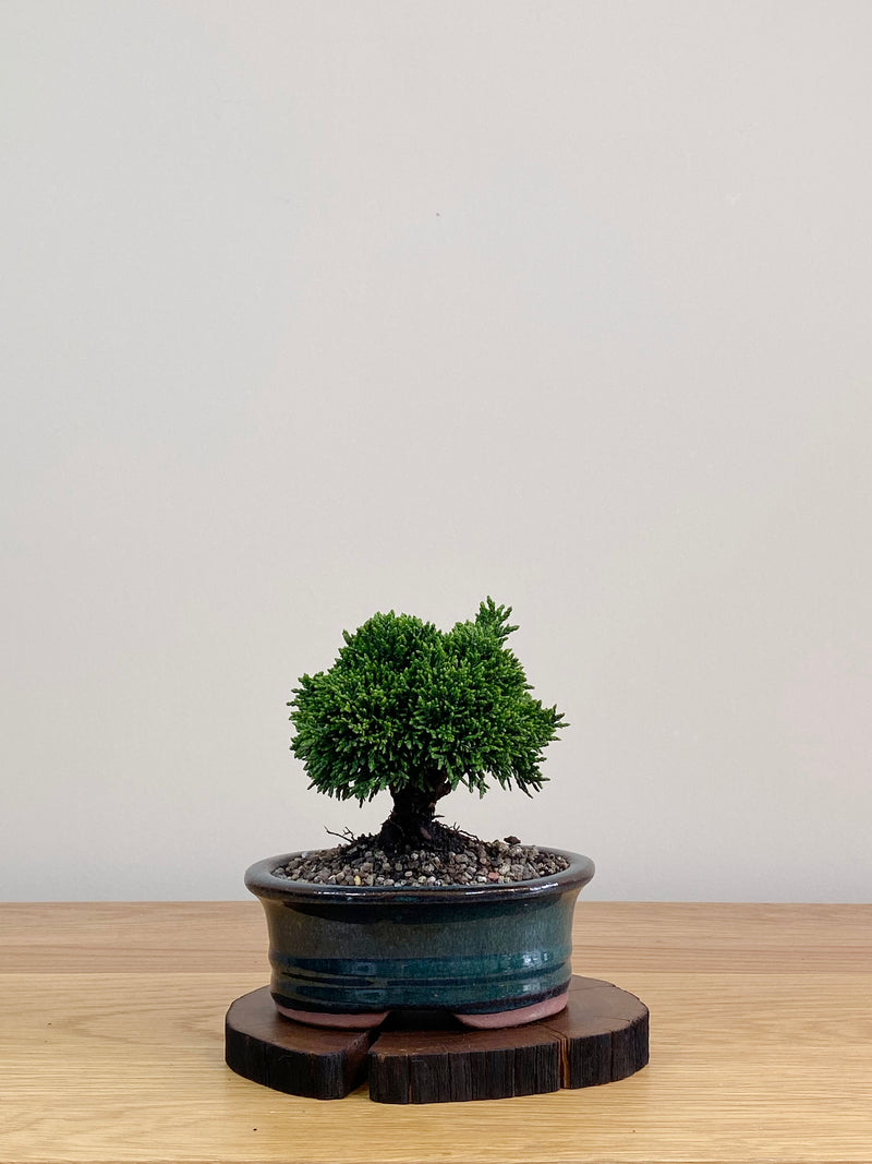 JAPANESE HINOKI CYPRESS (HC2103020)